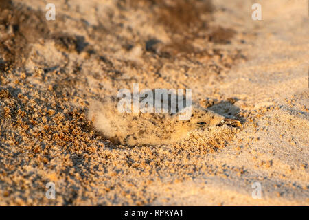 Das Küken der Afrikanischen Skimmer (Rynchops flavirostris), eine Art von Problem, liegt im Grünen auf einem sambesi Sandbank in diesem typischen Position. Stockfoto