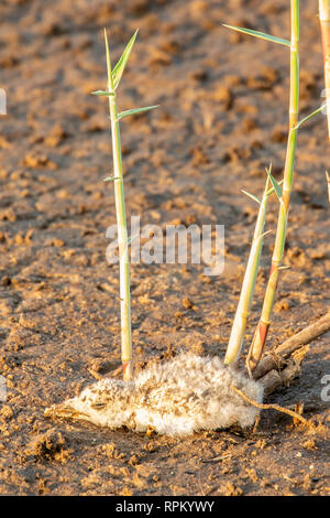 Das Küken der Afrikanischen Skimmer (Rynchops flavirostris), eine Art von Problem, liegt im Grünen auf einem sambesi Sandbank in diesem typischen Position. Stockfoto