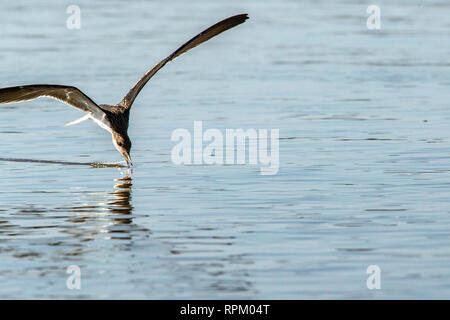 African Skimmer (Rynchops flavirostris), eine Art von Sorge, Ziehen der Unterschnabel entlang des Sambesi Suche erhielt kleine Fische. Stockfoto