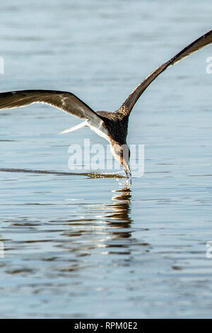 African Skimmer (Rynchops flavirostris), eine Art von Sorge, Ziehen der Unterschnabel entlang des Sambesi Suche erhielt kleine Fische. Stockfoto