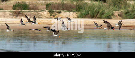 Eine Herde von African Skimmer (Rynchops flavirostris), eine Art der Sorge, im Flug über den Sambesi. Stockfoto