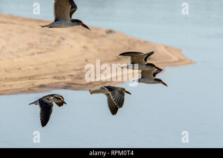 Eine kleine Herde von African Skimmer (Rynchops flavirostris), eine Art der Sorge, im Flug über den Sambesi. Stockfoto