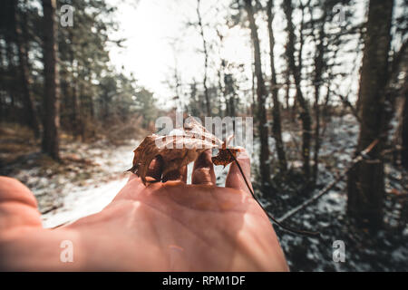 Hand mit einem gefrorenen Schnee maple leaf im Wald Stockfoto