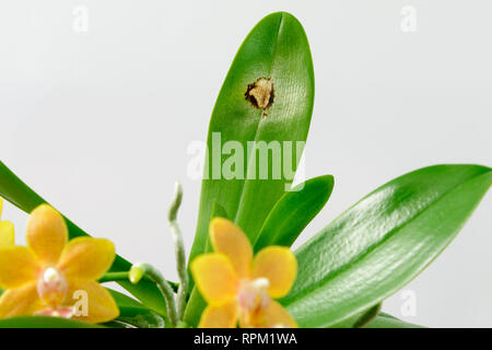 Krankheit auf dem Blatt einer Orchidee. Close-up. Sun Brennen auf eine Orchidee Blatt, auf weißem Hintergrund. Phalaenopsis. Stockfoto