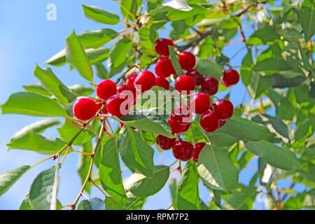 Cherry hängen auf Zweig Reif. Rote Beeren von Cherry hängen am Baum im sonnigen Strahlen. Sun leuchten Beleuchtung Cluster von Cherry Beeren. Die Strahlen der Beleuchtung Stockfoto