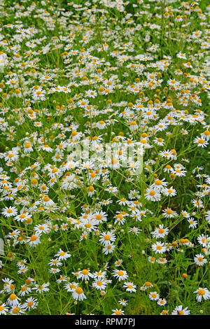 Blüten der Weißen schönen Gänseblümchen Blüte in das Feld ein. Sommer Gänseblümchen. Pflanzliche Blumen. Blühenden Gänseblümchen. Schönen sommer feld Stockfoto