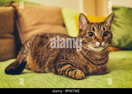 Schöne Katze zu Hause. Stockfoto