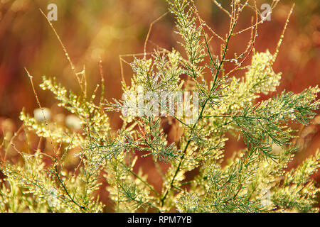 Zweigniederlassungen von Asparagus officinalis im Morgentau. Grüne Blätter von Asparagus officinalis mit Tropfen Tau in der Dämmerung Stockfoto