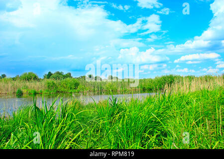 Landschaft mit See mit Zuckerrohr und weiße Wolken umgeben. Reisig von Rush in See. Wunderschöne natürliche Landschaft mit Teich und Wolken Stockfoto