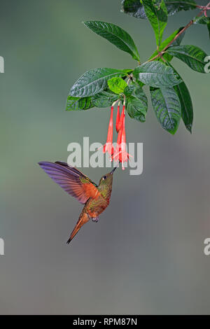 Kastanien-breasted Coronet an Guango Lodge Ecuador Stockfoto