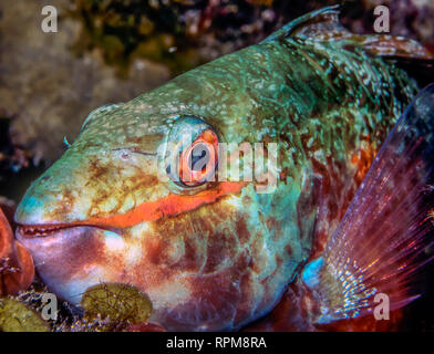 Papageienfische tropische Fische in subtropischen Ozeanen rund um die Welt gefunden. Stockfoto