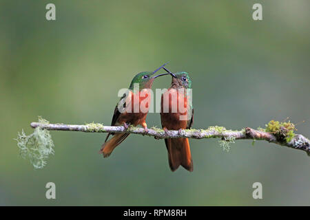 Zwei Kastanien-breasted Coronets an Guango Lodge Ecuador Stockfoto