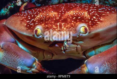 Carpilius Corallinus oder Batwing Coral Crab in Nahaufnahme bei Nacht Stockfoto