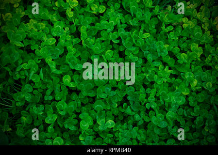 Hintergrund Green Shamrock, frische Farbe, shamrock Anlage Stockfoto