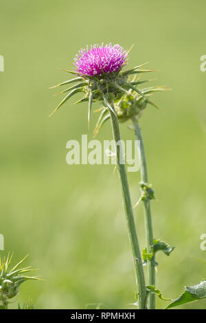 In der Nähe des Thistle Blume in seiner natürlichen Umgebung isoliert Stockfoto