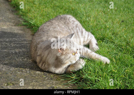 Ein Exotic Shorthair silber tabby cat Sonnenbaden in der Frühlingssonne Stockfoto