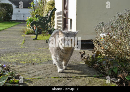 Eine exotische Kurzhaar silver tabby Katze entlang einem Gartenweg Stockfoto