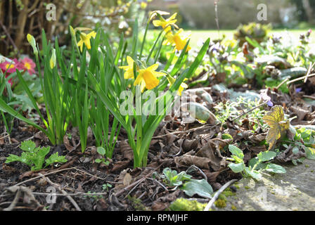 Narzissen und Primeln im Frühling in einer britischen Garten Stockfoto