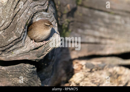 Super Schuss, der Eurasischen wren im Nest (Troglodytes troglodytes) Stockfoto