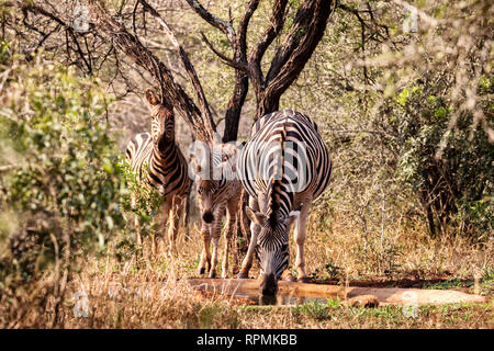 Zebra Familie am Wasserloch Hlane Wildreservat, Swasiland Stockfoto