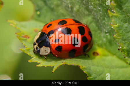 Glücksbringer Marienkäfer auf Blatt Makro mit vielen Punkten, Insekten Käfer Portrait, haben einen glücklichen Tag Stockfoto