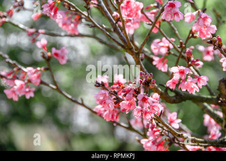 Schöne Cherry Blossom, wilde Kirsche oder Himalaya Prunus cerasoides in Wissenschaft name blühen auf Wintersaison am Royal Agricultural Station Angkhang, Stockfoto