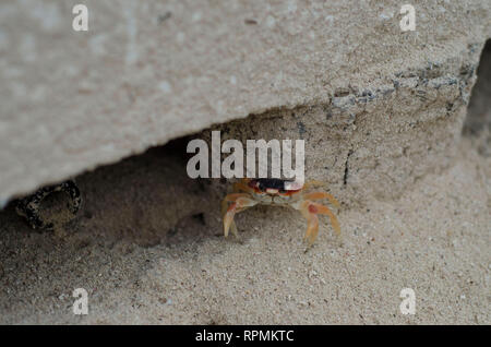 Krabbe in Kuba Stockfoto