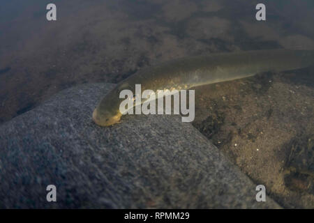 Flussneunauge Lampetra fluviatilis, Erwachsene, saugen an einem Felsen, Yorkshire Ouse, November Stockfoto