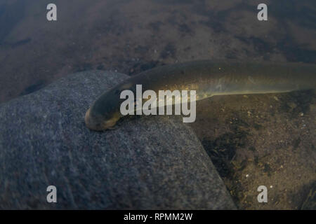 Flussneunauge Lampetra fluviatilis, Erwachsene, saugen an einem Felsen, Yorkshire Ouse, November Stockfoto