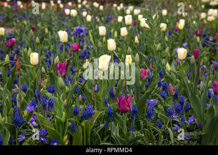 Blumenwiese mit farbigen Tulpen und Hyazinthen Stockfoto