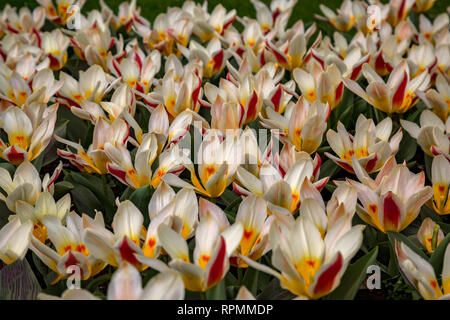 Edle und seltene Tulpen in einem blühenden Feld Stockfoto