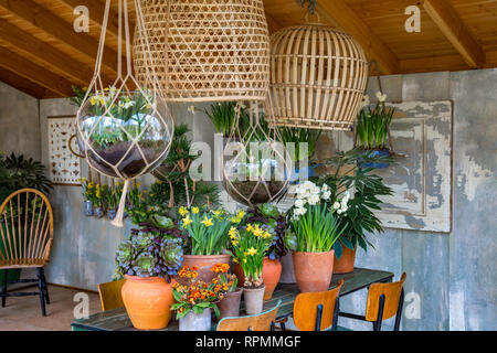 Dekoration: Mehrere Frühling Pflanzen in Tontöpfen auf einem Tisch Stockfoto