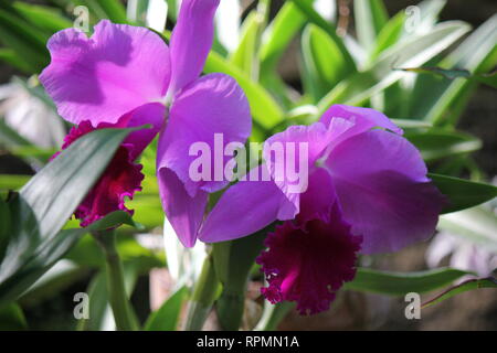Einwandfreie, perfekte Cymbidium Orchidee, Boot Orchidee, Hybrid. Stockfoto
