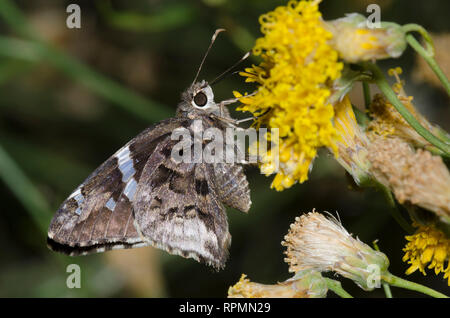 Arizona Skipper, Codatractus arizonensis, nectaring auf San Felipe, Dogweed Adenophyllum porophylloides Stockfoto