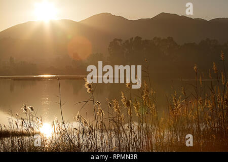 Die Sonne durchläuft einen Stock Dickicht von Phragmites australis, wodurch die Oberseiten der Schilf in eine märchenhafte Weise, während die Licht reflektiert Stockfoto