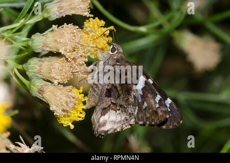 Arizona Skipper, Codatractus arizonensis, nectaring auf San Felipe, Dogweed Adenophyllum porophylloides Stockfoto