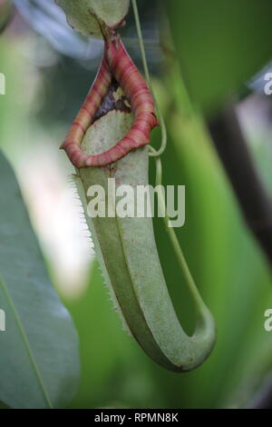 Makellose, atemberaubende, vom Aussterben bedrohte Nepenthes aristolochioides x ventricles Hybridpflanze, die im tropischen Wald wächst. Stockfoto