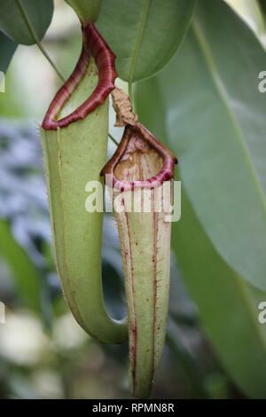 Makellose, atemberaubende, vom Aussterben bedrohte Nepenthes aristolochioides x ventricles Hybridpflanze, die auf der Wiese wächst. Stockfoto