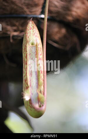 Makellose, atemberaubende, vom Aussterben bedrohte Nepenthes aristolochioides x ventricles Hybridpflanze, die auf der Wiese wächst. Stockfoto