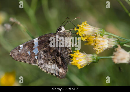 Arizona Skipper, Codatractus arizonensis, nectaring auf San Felipe, Dogweed Adenophyllum porophylloides Stockfoto