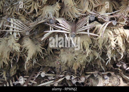 Schöner tropisch grüner Palmenstamm, der auf der Wiese wächst. Stockfoto