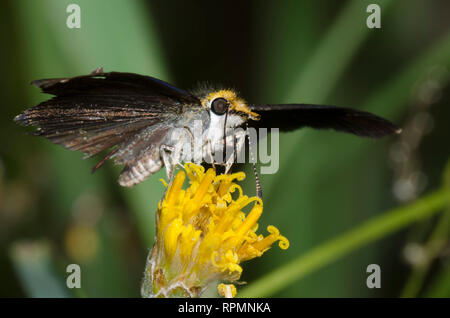 Golden-headed Staphylus Scallopwing, ceos, nectaring auf San Felipe, Dogweed Adenophyllum porophylloides Stockfoto