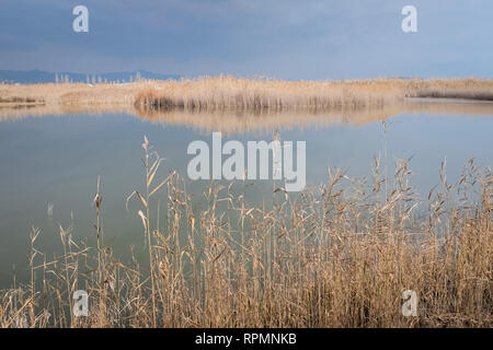 Teich von Schilf umgeben. Natürliche Bereiche des Llobregat Delta. Provinz Barcelona. Katalonien. Spanien. Stockfoto