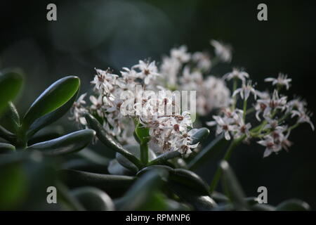 Makellose, atemberaubende kultiviert Jade Pflanze, Lucky plant, Geld Anlage oder Money Tree kleine weiße Blüten. Stockfoto