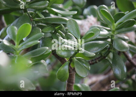 Makellose, atemberaubende kultiviert Jade Pflanze, Lucky plant, Geld Anlage oder Money Tree. Stockfoto