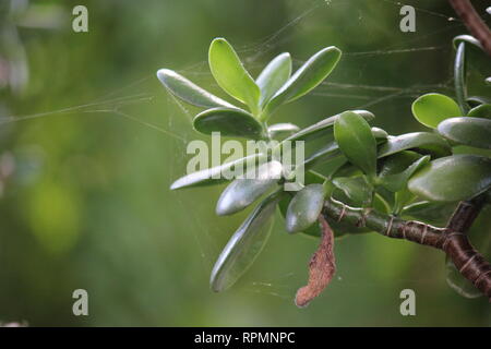 Makellose, atemberaubende kultiviert Jade Pflanze, Lucky plant, Geld Anlage oder Money Tree. Stockfoto