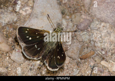 Viele entdeckten Piruna Skipperling, Aea, Schlamm - puddling Stockfoto