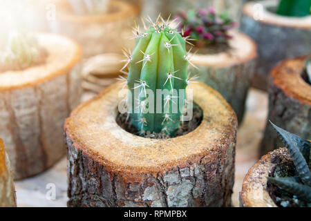 Mini Kaktus Pflanze im Cactus Farm oder rufen Pilosocereus separate Stockfoto