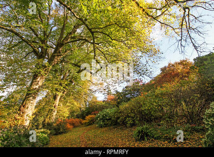 Herbst Bäume im Garten Haus, Buckland Monachorum, Devon, die ursprünglich zwischen 1752 und 1783 geplant Stockfoto