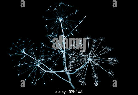 Trockene Blumen blau getönten Silhouette auf schwarzem Hintergrund isoliert, inverse stilisierte natürliche Foto Stockfoto Trockene Blumen blau getönten Silhouette auf schwarzem Hintergrund isoliert, inverse stilisierte natürliche Foto Stockfoto